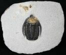 Diademaproetus Trilobite Ofaten, Morocco #14293-1